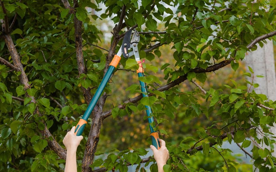 Mains taillant une branche d'arbre avec un ébrancheur à longues poignées.