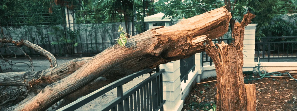 Large broken tree trunk fallen over a metal fence nearby
