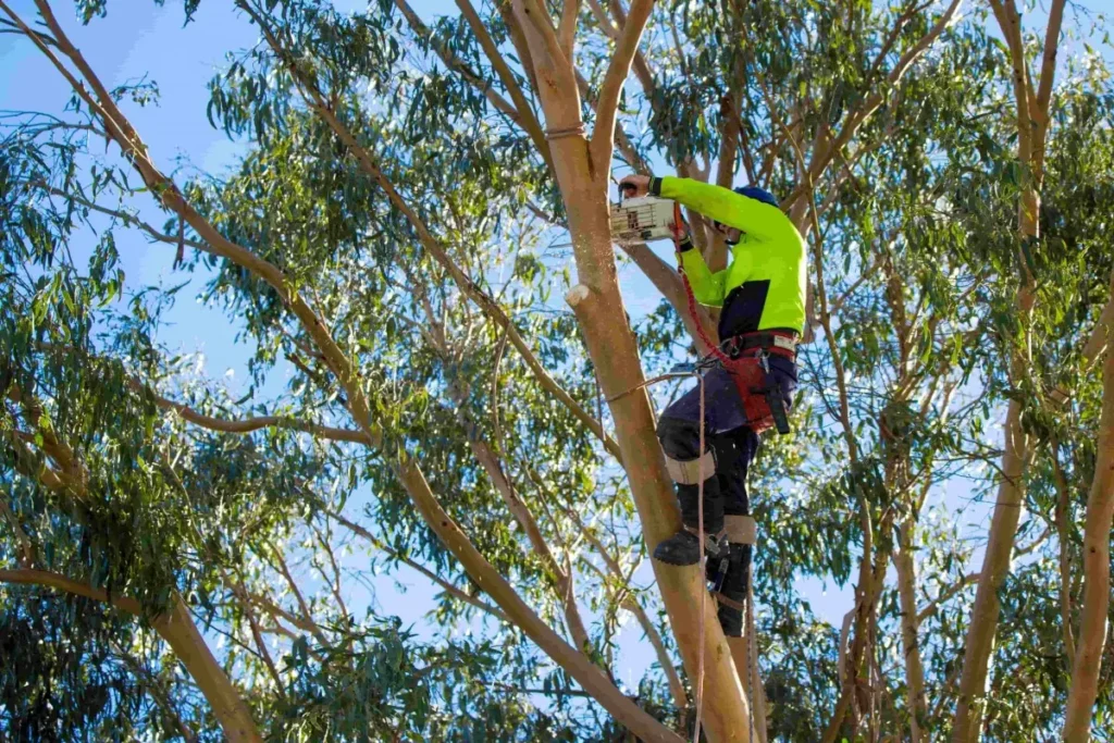 Élagueur professionnel avec tronçonneuse et harnais coupant des branches en hauteur