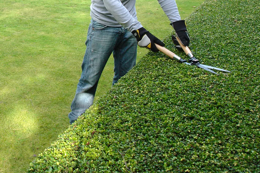 Jardinier taillant une haie verte avec des cisailles dans un jardin